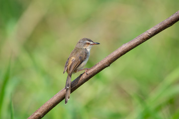 Plain Prinia or White-browed Prinia with blur green background
