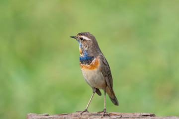 Male Bluethroats from Alaska, Bluethroat is one of the handful of birds that breed in North America and winter in Asia.