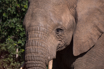 Elephants in Hluhluwe–Imfolozi Park, South Africa