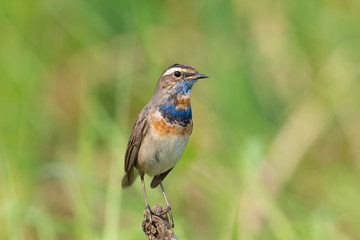 Male Bluethroats from Alaska, Bluethroat is one of the handful of birds that breed in North America and winter in Asia.