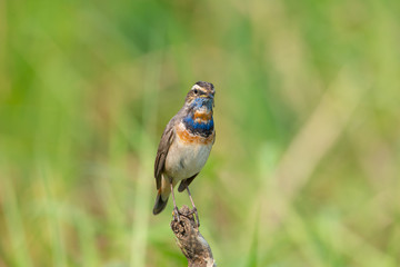 Male Bluethroats from Alaska, Bluethroat is one of the handful of birds that breed in North America and winter in Asia.