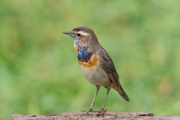 Male Bluethroats from Alaska, Bluethroat is one of the handful of birds that breed in North America and winter in Asia.