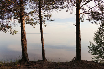 Pines on the coast of lake. Beautiful summer landscape