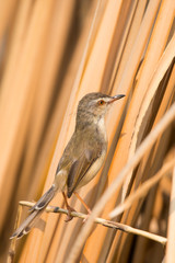 Plain Prinia or White-browed Prinia with blur brown dry grasses
