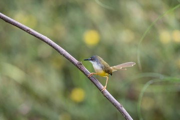 Yellow-bellied Prinia