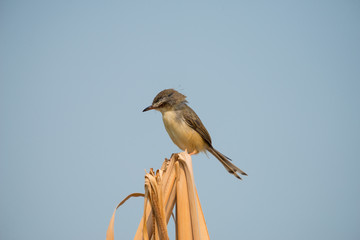 Plain Prinia or White-browed Prinia with blue sky background