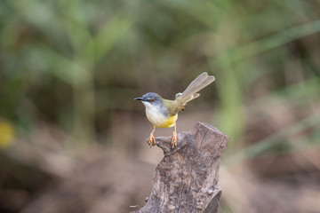 Yellow-bellied Prinia with blur green grass field background