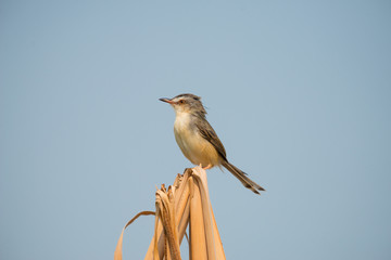 Plain Prinia or White-browed Prinia with blue sky background