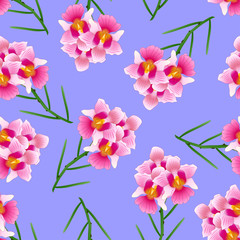 Fototapeta na wymiar Pink Vanda Miss Joaquim Orchid on Purple Background.