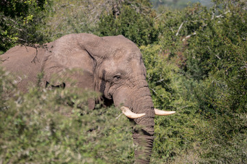 Elephants in Hluhluwe–Imfolozi Park, South Africa