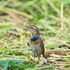 Male Bluethroats from Alaska, Bluethroat is one of the handful of birds that breed in North America and winter in Asia.