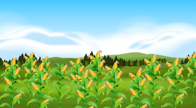 A corn farm landscapr