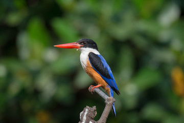 Black-Capped Kingfisher, usually seen on coastal waters and especially in mangroves, it is easily disturbed, but perches conspicuously and dives to catch fish but also feeds on large insects.