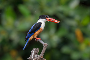 Black-Capped Kingfisher, usually seen on coastal waters and especially in mangroves, it is easily disturbed, but perches conspicuously and dives to catch fish but also feeds on large insects.