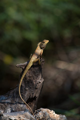 oriental garden lizard or eastern garden lizard in Thailand
