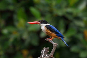 Black-Capped Kingfisher, usually seen on coastal waters and especially in mangroves, it is easily disturbed, but perches conspicuously and dives to catch fish but also feeds on large insects.