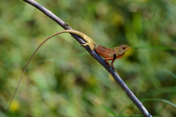 oriental garden lizard or eastern garden lizard in Thailand