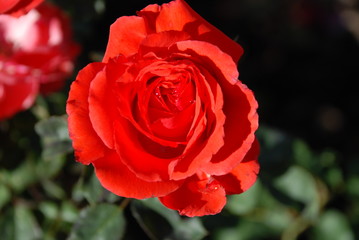 Flowers at Luther Burbank Home & Gardens, Santa Rosa