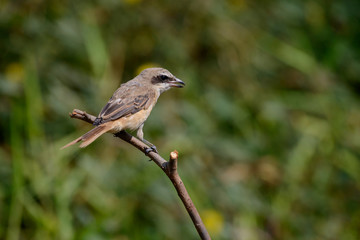 Brown shrike with blur green grass field background