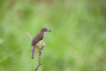 Plain Prinia or White-browed Prinia with blur green background
