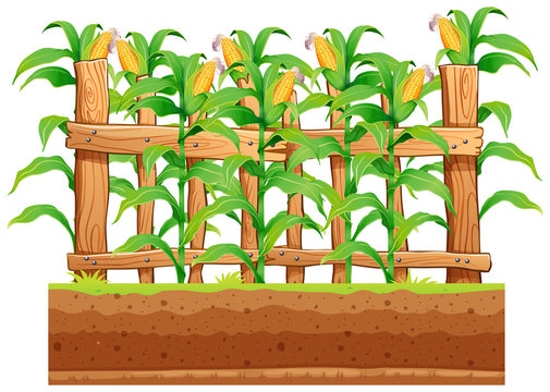 A corn farm on whiote background