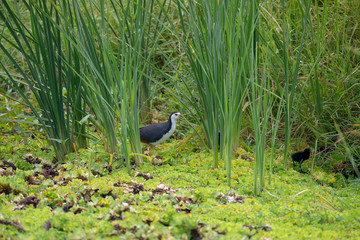 white-breasted waterhen  is a waterbird of the rail and crake family. They are dark slaty birds with a clean white face, breast and belly.