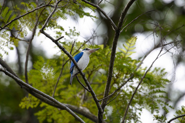 Collared kingfisher or mangrove kingfisher is a medium-sized kingfisher belonging to the subfamily Halcyoninae, the tree kingfishers. It is also known as the white-collared kingfisher.