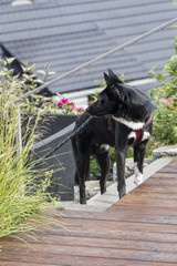Black dog on a staircase with a turned head.