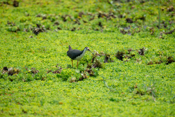 white-breasted waterhen  is a waterbird of the rail and crake family. They are dark slaty birds with a clean white face, breast and belly.