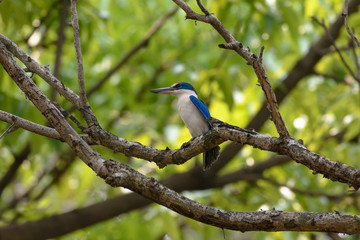 Collared kingfisher or mangrove kingfisher is a medium-sized kingfisher belonging to the subfamily Halcyoninae, the tree kingfishers. It is also known as the white-collared kingfisher.