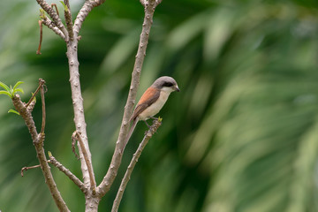 Burmese Shrike or Chestnut-backed Shrike is a species of bird in the family Laniidae. It is found in Bangladesh, Cambodia, China, India, Laos, Myanmar, Thailand, and Vietnam.