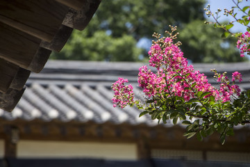 Beautiful Crape Myrtle in Korea