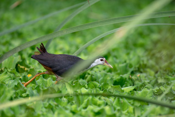 white-breasted waterhen  is a waterbird of the rail and crake family. They are dark slaty birds with a clean white face, breast and belly.
