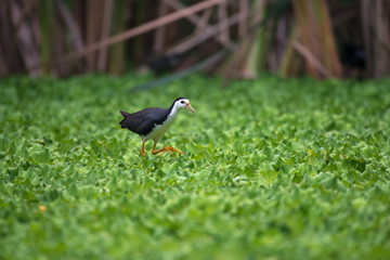 white-breasted waterhen  is a waterbird of the rail and crake family. They are dark slaty birds with a clean white face, breast and belly.