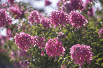 Obraz premium Beautiful Crape Myrtle
