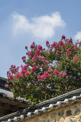 Fototapeta premium Beautiful Crape Myrtle in Korea