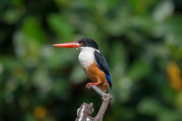 Black-Capped Kingfisher, usually seen on coastal waters and especially in mangroves, it is easily disturbed, but perches conspicuously and dives to catch fish but also feeds on large insects.