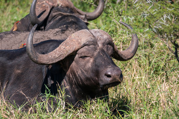 Buffalo in Hluhluwe–Imfolozi Park, South Africa