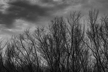Silhouette dead tree  on dark dramatic grey sky and clouds background for  scary, death, and peace concept. Halloween day background. Art and dramatic on black and white. Despair and hopeless concept.