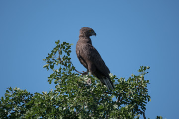 Steppe Buzzard in Addo National Park, South Africa