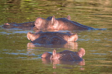 Fototapeta premium Hippo Pool in St Lucia, South Africa