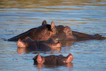 Fototapeta na wymiar Hippo Pool in St Lucia, South Africa