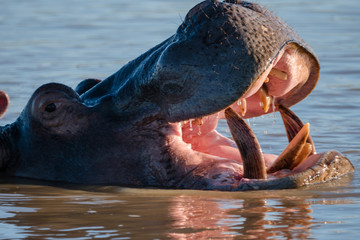 Fototapeta premium Hippo Pool in St Lucia, South Africa