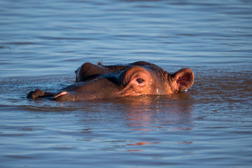 Fototapeta premium Hippo Pool in St Lucia, South Africa