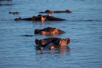 Hippo Pool in St Lucia, South Africa