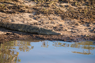 Crocodile on the river bank in St Lucia, South Africa