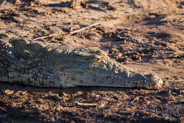 Crocodile on the river bank in St Lucia, South Africa