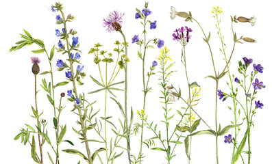 Fototapeta na wymiar Background with watercolor flowers