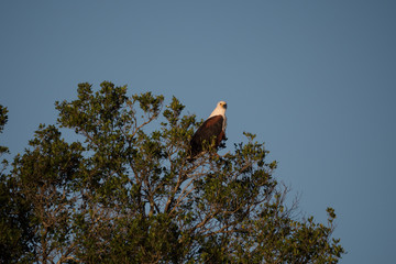 African Fish Eagle in St Lucia, South Africa