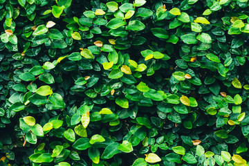 Green leaves pattern background